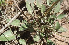 Haplocarpha lyrata