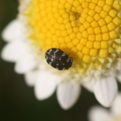 Anthrenus albostictus