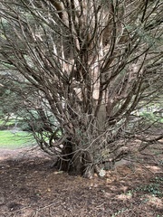 Cupressus × leylandii