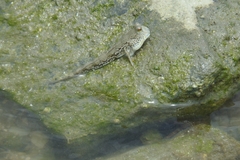 Periophthalmus chrysospilos