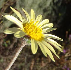 Haplocarpha lyrata