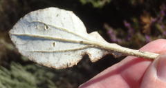 Haplocarpha lyrata