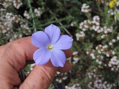 Linum narbonense