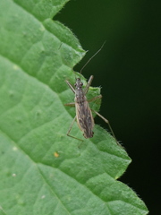 Nabis rugosus