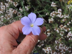 Linum narbonense