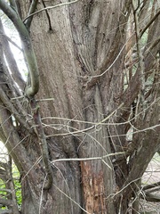 Cupressus × leylandii