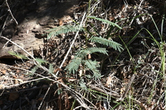 Acacia loroloba