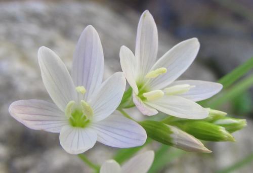 Geissorhiza bryicola