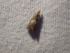 Dichrorampha simulana