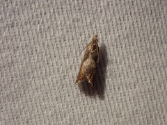 Dichrorampha simulana