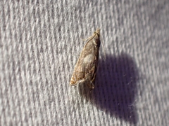 Dichrorampha simulana