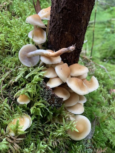 Smoky-gilled Hypholoma
