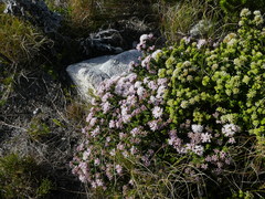 Agathosma ciliaris