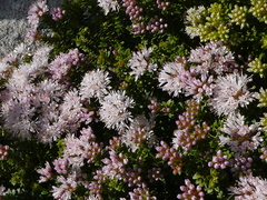 Agathosma ciliaris