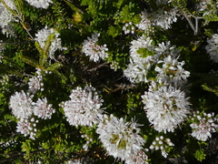 Agathosma ciliaris