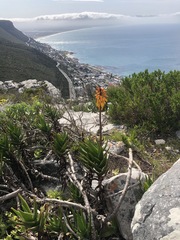 Aloiampelos commixta