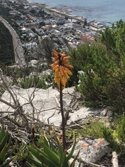 Aloiampelos commixta