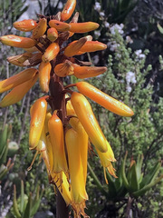 Aloiampelos commixta