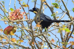 Crypsirina temia