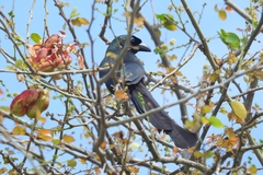 Crypsirina temia