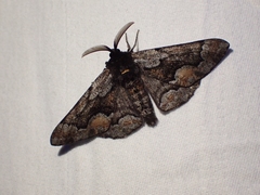 Phaeoura mexicanaria