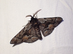 Phaeoura mexicanaria