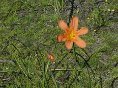 Moraea collina
