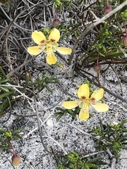 Roepera spinosa