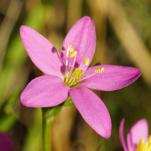 Image of Seaside Centaury (Centaurium littorale) by (c) Patrick Hacker, some rights reserved (CC BY)