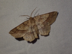 Euchlaena tigrinaria