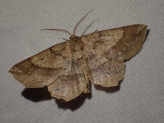 Euchlaena tigrinaria