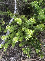 Thesium capitatum