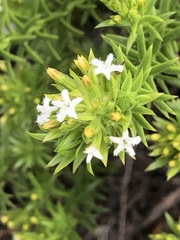 Thesium capitatum