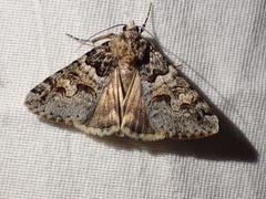 Drasteria sabulosa