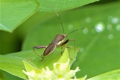 Riptortus linearis