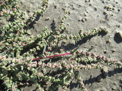 Suaeda acuminata
