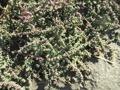 Suaeda acuminata