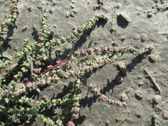Suaeda acuminata
