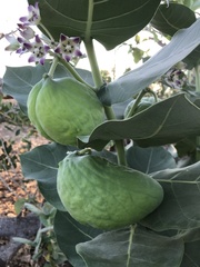 Calotropis procera image