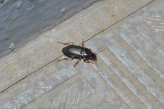 Harpalus eous