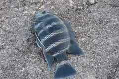 Heterotilapia buettikoferi