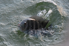 Heterotilapia buettikoferi