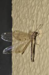 Paraglenurus japonicus