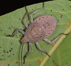 Apodiphus integriceps