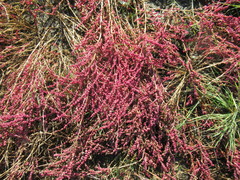 Suaeda corniculata