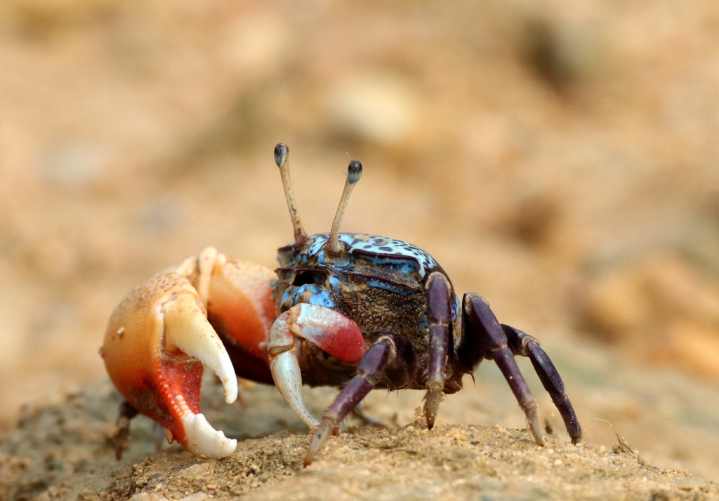 Indo-West Pacific Fiddler Crabs