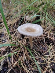 Amanita umbrinolutea