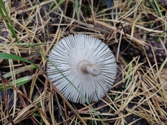 Amanita umbrinolutea