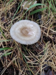 Amanita umbrinolutea