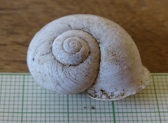 Dorcasia